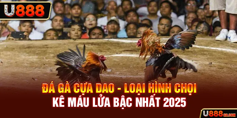 Đá Gà Cựa Dao - Loại Hình Chọi Kê Máu Lửa Bậc Nhất 2026 đá gà cựa dao luôn được chiến kê lựa chọn