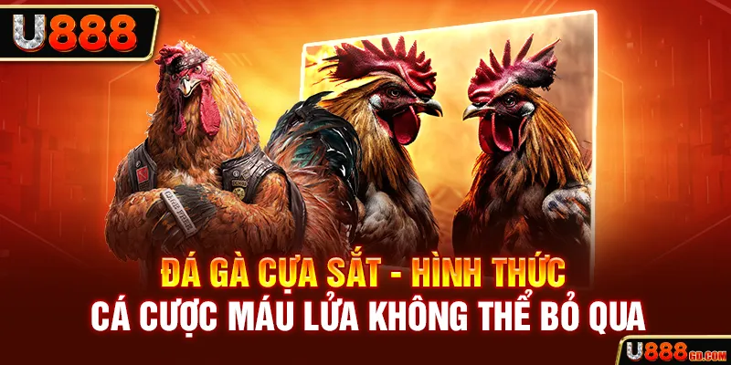 Đá Gà Cựa Sắt U888 - Hình Thức Cá Cược Máu Lửa Không Thể Bỏ Qua Đá Gà Cựa Sắt hình thức cá cược húp nhanh nhất U888