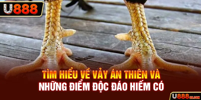 Tìm Hiểu Về Vảy Án Thiên Và Những Điểm Độc Đáo Hiếm Có U888 VẢY GÀ ÁN THIÊN