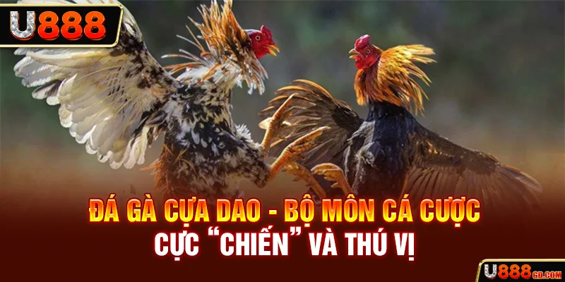 Đá Gà Cựa Dao - Loại Hình Chọi Kê Máu Lửa Bậc Nhất 2026 Đá gà cựa dao - Bộ môn cá cược cực “chiến” và thú vị