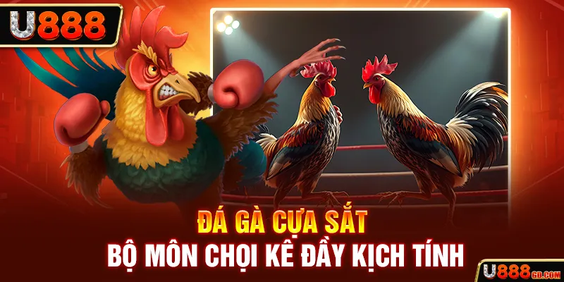 Đá Gà Cựa Sắt U888 - Hình Thức Cá Cược Máu Lửa Không Thể Bỏ Qua Đá gà cựa sắt - Bộ môn chọi kê đầy kịch tính