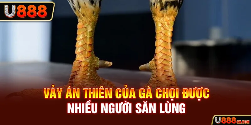 Tìm Hiểu Về Vảy Án Thiên Và Những Điểm Độc Đáo Hiếm Có U888 Vảy án thiên của gà chọi được nhiều người săn lùng