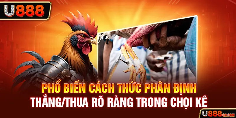 Đá Gà Thomo - Hoà Mình Vào Không Khí Tranh Đấu Sôi Động Phổ biến cách thức phân định thắng/thua rõ ràng trong chọi kê