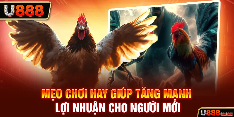Đá Gà Cựa Sắt U888 - Hình Thức Cá Cược Máu Lửa Không Thể Bỏ Qua Mẹo chơi hay giúp tăng mạnh lợi nhuận cho người mới
