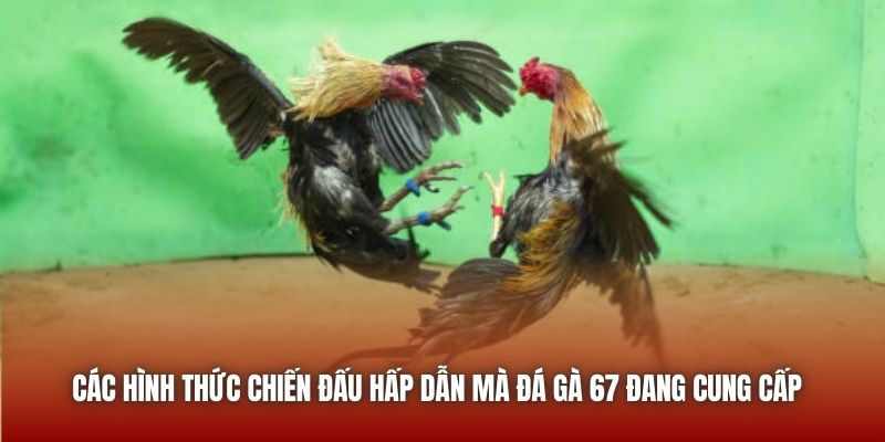 Đá Gà 67 - Trực Tiếp Chọi Kê Chất Lượng Ngay Trên Nền Tảng U888 Các hình thức chiến đấu hấp dẫn mà đá gà 67 đang cung cấp