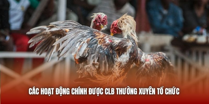 Gà Chọi Hòa Phong | Nơi Hội Tụ Đam Mê Gà Đòn Tại U888 Các hoạt động chính được CLB thường xuyên tổ chức