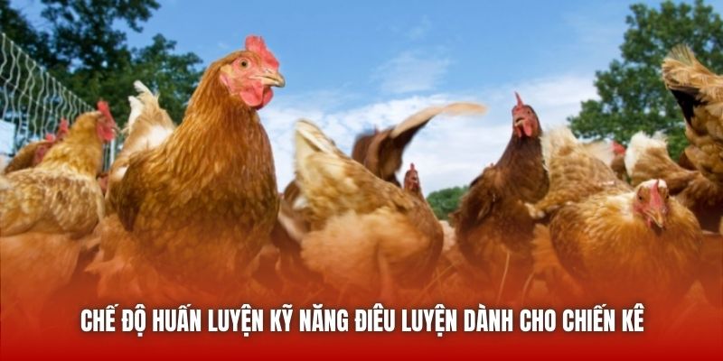 Chế độ huấn luyện kỹ năng điêu luyện dành cho chiến kê