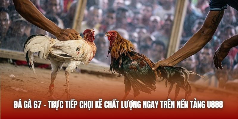 Đá Gà 67 - Trực Tiếp Chọi Kê Chất Lượng Ngay Trên Nền Tảng U888 Đá Gà 67 - Trực Tiếp Chọi Kê Chất Lượng Ngay Trên Nền Tảng U888