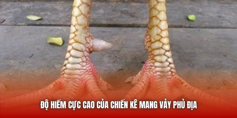 Vảy Gà Phủ Địa - Đặc Điểm Nhận Biết Một Thần Kê Thiện Chiến U888 Độ hiếm cực cao của chiến kê mang vảy phủ địa