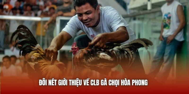 Gà Chọi Hòa Phong | Nơi Hội Tụ Đam Mê Gà Đòn Tại U888 Đôi nét giới thiệu về CLB gà chọi Hòa Phong