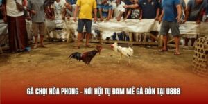 Gà Chọi Hòa Phong | Nơi Hội Tụ Đam Mê Gà Đòn Tại U888