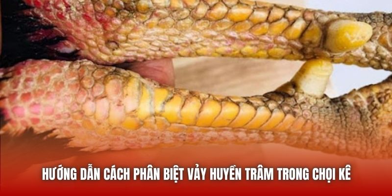 Vảy Gà Huyền Trâm - Đặc Điểm Nhận Diện Của Một Thần Kê U888 Hướng dẫn cách phân biệt vảy huyền trâm trong chọi kê