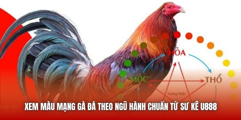 Xem Màu Mạng Gà Đá Theo Ngũ Hành Chuẩn Từ Sư Kê U888 Xem Màu Mạng Gà Đá Theo Ngũ Hành Chuẩn Từ Sư Kê U888