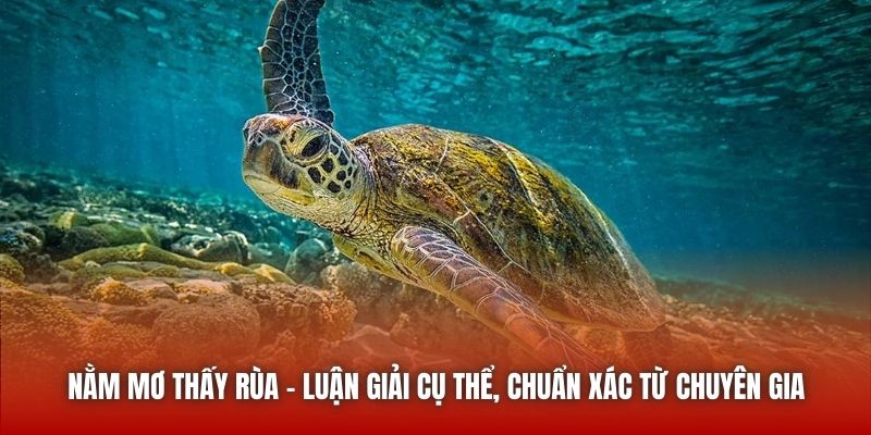 Nằm Mơ Thấy Rùa - Luận Giải Cụ Thể, Chuẩn Xác Từ Chuyên Gia Nằm Mơ Thấy Rùa - Luận Giải Cụ Thể, Chuẩn Xác Từ Chuyên Gia
