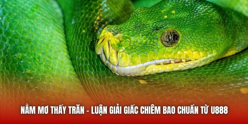 Nằm Mơ Thấy Trăn - Luận Giải Giấc Chiêm Bao Chuẩn Từ U888 Nằm Mơ Thấy Trăn - Luận Giải Giấc Chiêm Bao Chuẩn Từ U888