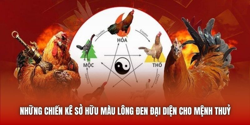 Xem Màu Mạng Gà Đá Theo Ngũ Hành Chuẩn Từ Sư Kê U888 Những chiến kê sở hữu màu lông đen đại diện cho mệnh Thuỷ