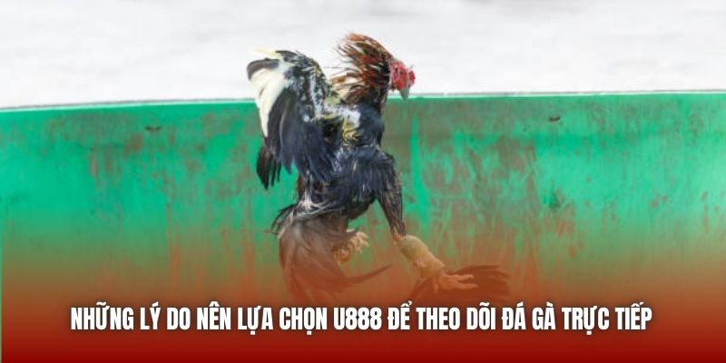 Đá Gà 67 - Trực Tiếp Chọi Kê Chất Lượng Ngay Trên Nền Tảng U888 Những lý do nên lựa chọn U888 để theo dõi đá gà trực tiếp