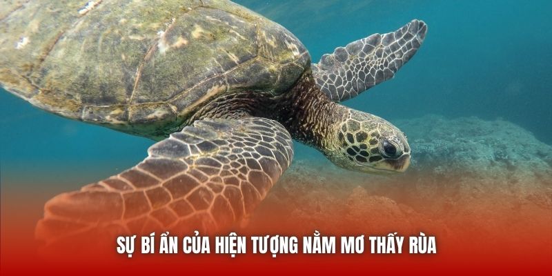 Nằm Mơ Thấy Rùa - Luận Giải Cụ Thể, Chuẩn Xác Từ Chuyên Gia Sự bí ẩn của hiện tượng nằm mơ thấy rùa