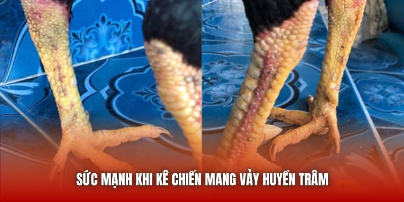 Vảy Gà Huyền Trâm - Đặc Điểm Nhận Diện Của Một Thần Kê U888 Sức mạnh khi kê chiến mang vảy Huyền Trâm
