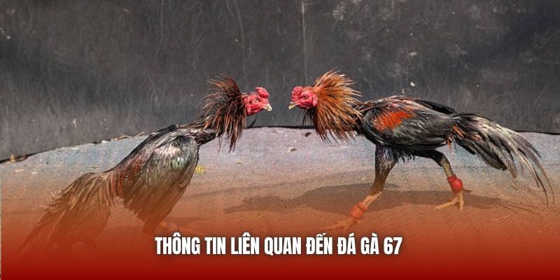 Đá Gà 67 - Trực Tiếp Chọi Kê Chất Lượng Ngay Trên Nền Tảng U888 Thông tin liên quan đến đá gà 67