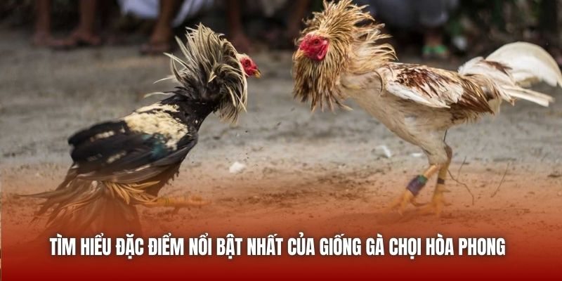 Gà Chọi Hòa Phong | Nơi Hội Tụ Đam Mê Gà Đòn Tại U888 Tìm hiểu đặc điểm nổi bật nhất của giống gà chọi Hòa Phong
