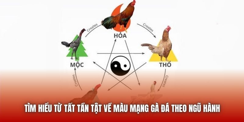 Xem Màu Mạng Gà Đá Theo Ngũ Hành Chuẩn Từ Sư Kê U888 Tìm hiểu từ tất tần tật về màu mạng gà đá theo ngũ hành