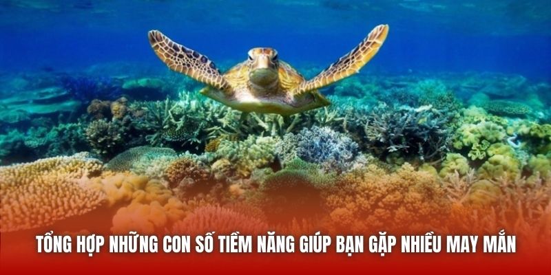 Nằm Mơ Thấy Rùa - Luận Giải Cụ Thể, Chuẩn Xác Từ Chuyên Gia Tổng hợp những con số tiềm năng giúp bạn gặp nhiều may mắn