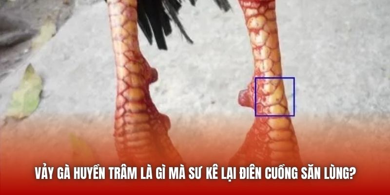 Vảy Gà Huyền Trâm - Đặc Điểm Nhận Diện Của Một Thần Kê U888 Vảy gà huyền trâm là gì mà sư kê lại điên cuồng săn lùng?