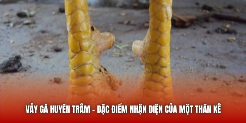 Vảy Gà Huyền Trâm - Đặc Điểm Nhận Diện Của Một Thần Kê U888 Vảy Gà Huyền Trâm - Đặc Điểm Nhận Diện Của Một Thần Kê