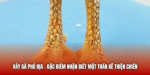 Vảy Gà Phủ Địa - Đặc Điểm Nhận Biết Một Thần Kê Thiện Chiến