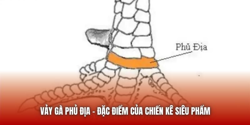 Vảy Gà Phủ Địa - Đặc Điểm Nhận Biết Một Thần Kê Thiện Chiến U888 Vảy gà phủ địa - Đặc điểm của chiến kê siêu phẩm