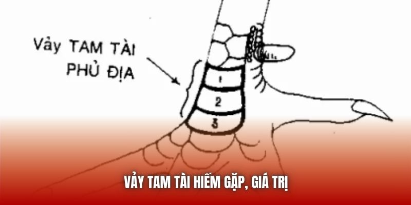 Vảy Gà Phủ Địa - Đặc Điểm Nhận Biết Một Thần Kê Thiện Chiến U888 Vảy tam tài hiếm gặp, giá trị