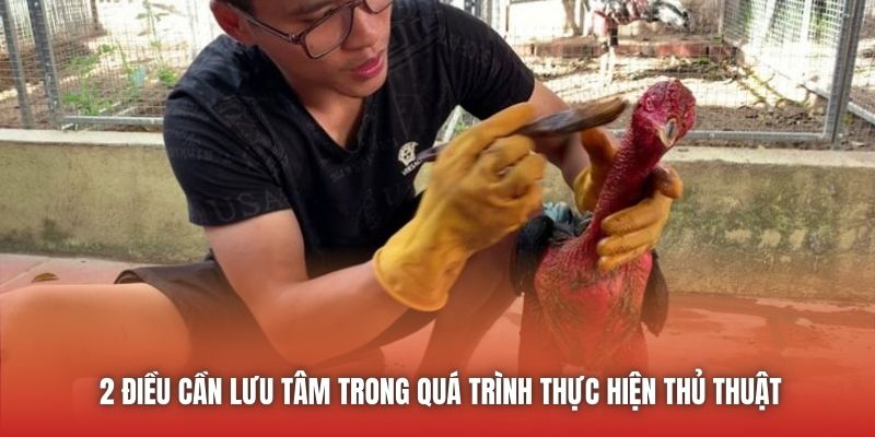 Cách Vào Nghệ Gà Đá Đơn Giản, Chuẩn Xác Nên Học Hỏi U888 2 điều cần lưu tâm trong quá trình thực hiện thủ thuật