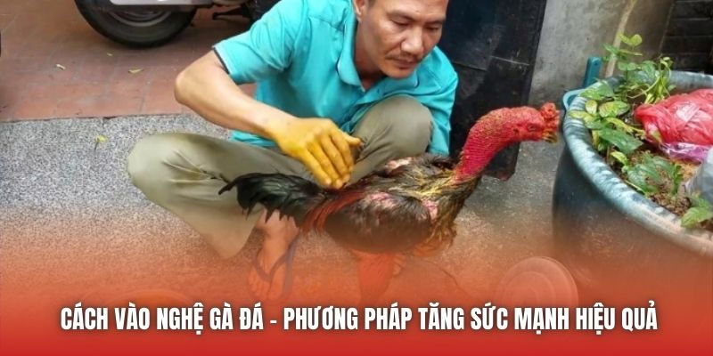 Cách Vào Nghệ Gà Đá Đơn Giản, Chuẩn Xác Nên Học Hỏi U888 Cách vào nghệ gà đá - phương pháp tăng sức mạnh hiệu quả