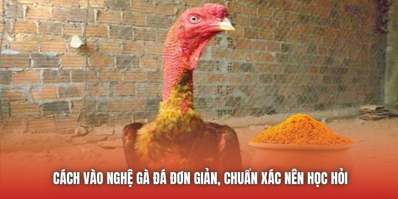 Cách Vào Nghệ Gà Đá Đơn Giản, Chuẩn Xác Nên Học Hỏi U888 Cách Vào Nghệ Gà Đá Đơn Giản, Chuẩn Xác Nên Học Hỏi