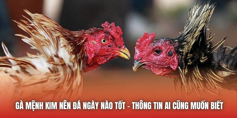 Gà mệnh Kim nên đá ngày nào tốt - Thông tin ai cũng muốn biết